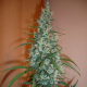 SILVER HAZE #9 - SENSI SEEDS | TanieSianie.pl