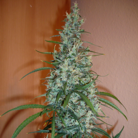 SILVER HAZE #9 - SENSI SEEDS | TanieSianie.pl