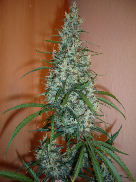 SILVER HAZE #9 - SENSI SEEDS | TanieSianie.pl