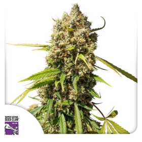 Auto Elephant - Super Sativa Seed Club | TanieSianie.pl