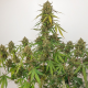 Auto Elephant - Super Sativa Seed Club | TanieSianie.pl