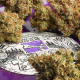 Auto Elephant - Super Sativa Seed Club | TanieSianie.pl
