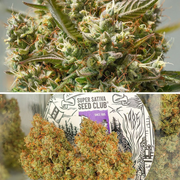 Auto Elephant - Super Sativa Seed Club | TanieSianie.pl