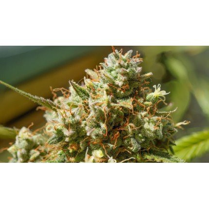 Auto Elephant - Super Sativa Seed Club | TanieSianie.pl