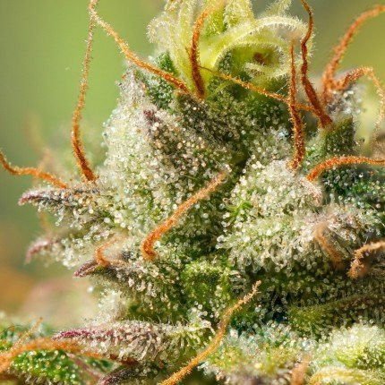 Auto Elephant - Super Sativa Seed Club | TanieSianie.pl
