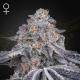 Velvet Moon - GREEN HOUSE SEEDS | TanieSianie.pl