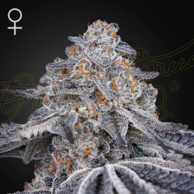 Velvet Moon - GREEN HOUSE SEEDS | TanieSianie.pl
