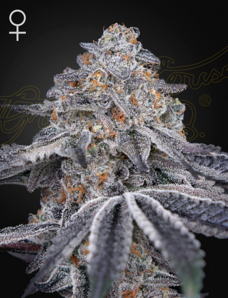 Velvet Moon - GREEN HOUSE SEEDS | TanieSianie.pl