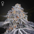 Velvet Moon - GREEN HOUSE SEEDS