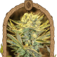 Hippieberry - EXOTIC SEED