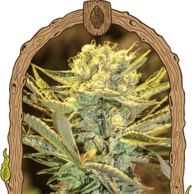 Hippieberry - EXOTIC SEED