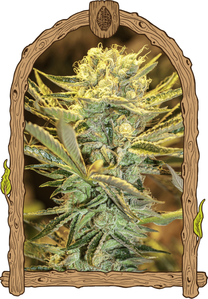 Hippieberry - EXOTIC SEED