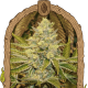 Exotic Animal - EXOTIC SEED