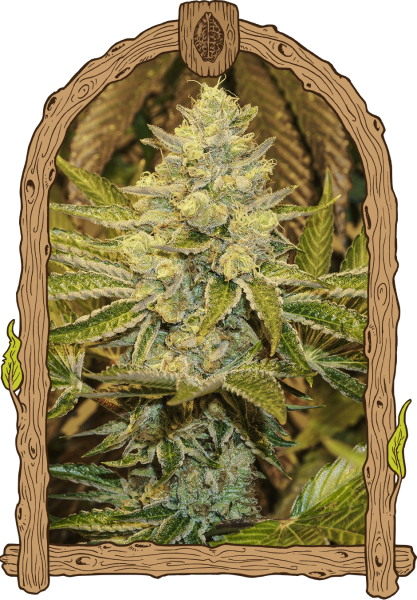 Exotic Animal - EXOTIC SEED