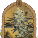 Malasaña Gelato - EXOTIC SEED | TanieSianie.pl