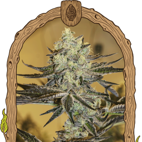 Malasaña Gelato - EXOTIC SEED | TanieSianie.pl