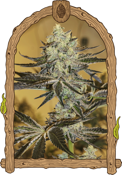 Malasaña Gelato - EXOTIC SEED | TanieSianie.pl