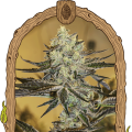 Malasaña Gelato - EXOTIC SEED