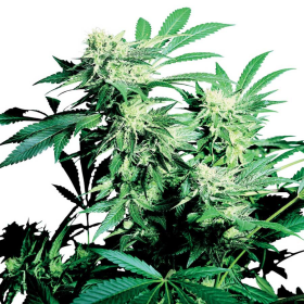 SKUNK KUSH - SENSI SEEDS | TanieSianie.pl