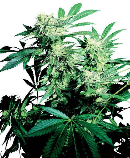 SKUNK KUSH - SENSI SEEDS | TanieSianie.pl