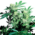 SKUNK KUSH - SENSI SEEDS