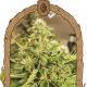Exotic Pure CBG - EXOTIC SEED