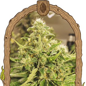 Exotic Pure CBG - EXOTIC SEED