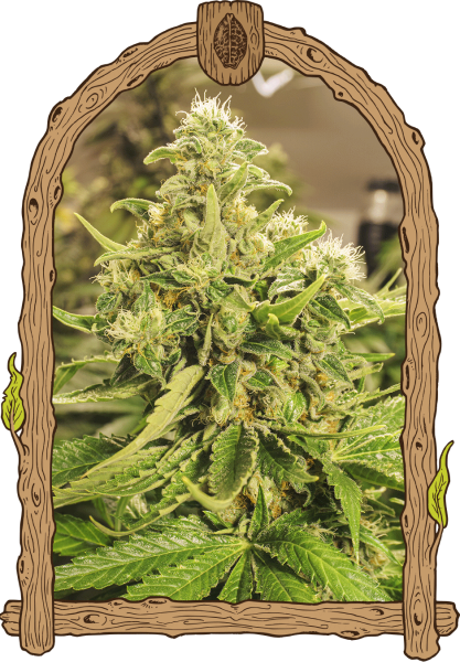 Exotic Pure CBG - EXOTIC SEED