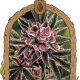 Tropical Fuel - EXOTIC SEED | TanieSianie.pl