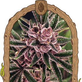 Tropical Fuel - EXOTIC SEED | TanieSianie.pl