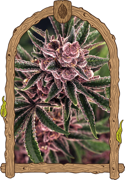 Tropical Fuel - EXOTIC SEED | TanieSianie.pl