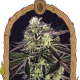 Purple Shot - EXOTIC SEED | TanieSianie.pl