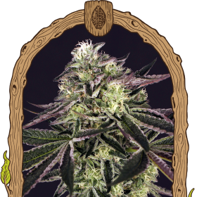 Purple Shot - EXOTIC SEED | TanieSianie.pl
