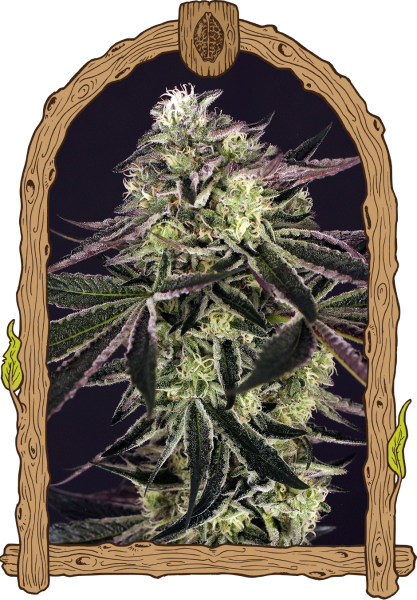 Purple Shot - EXOTIC SEED | TanieSianie.pl