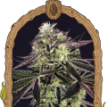 Purple Shot - EXOTIC SEED
