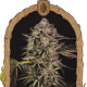 Quick Sherbet - EXOTIC SEED | TanieSianie.pl