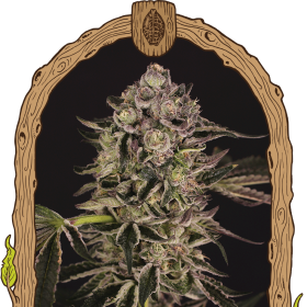 Quick Sherbet - EXOTIC SEED | TanieSianie.pl