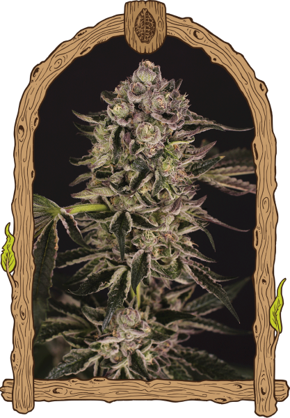 Quick Sherbet - EXOTIC SEED | TanieSianie.pl
