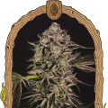 Quick Sherbet - EXOTIC SEED