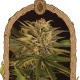 Dr. Greenman Pure CBD - EXOTIC SEED | TanieSianie.pl