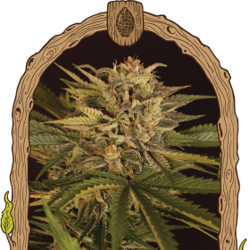 Dr. Greenman Pure CBD - EXOTIC SEED | TanieSianie.pl