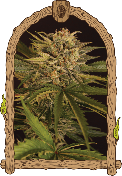 Dr. Greenman Pure CBD - EXOTIC SEED | TanieSianie.pl