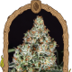 Zkittalicious - EXOTIC SEED | TanieSianie.pl