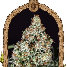 Zkittalicious - EXOTIC SEED | TanieSianie.pl