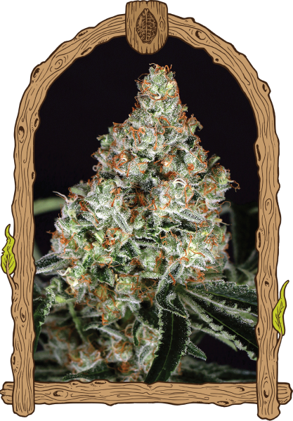 Zkittalicious - EXOTIC SEED | TanieSianie.pl