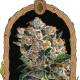 Malasaña Cookies - EXOTIC SEED | TanieSianie.pl