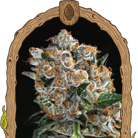 Malasaña Cookies - EXOTIC SEED | TanieSianie.pl