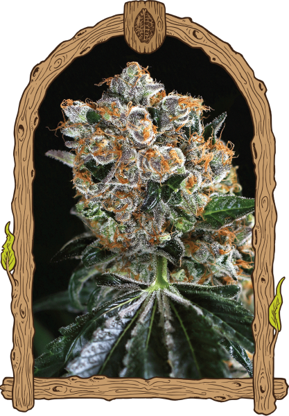 Malasaña Cookies - EXOTIC SEED | TanieSianie.pl