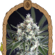 Medxotic Pure CBD - EXOTIC SEED | TanieSianie.pl