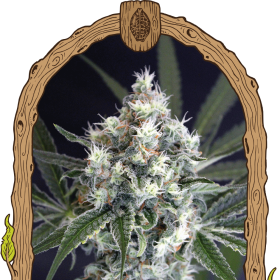 Medxotic Pure CBD - EXOTIC SEED | TanieSianie.pl